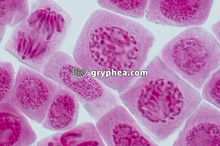 Mitose racine d'Ail PROPHASE x640 - gryphea.com